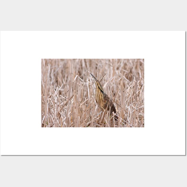 Camouflaged - American Bittern Wall Art by Jim Cumming